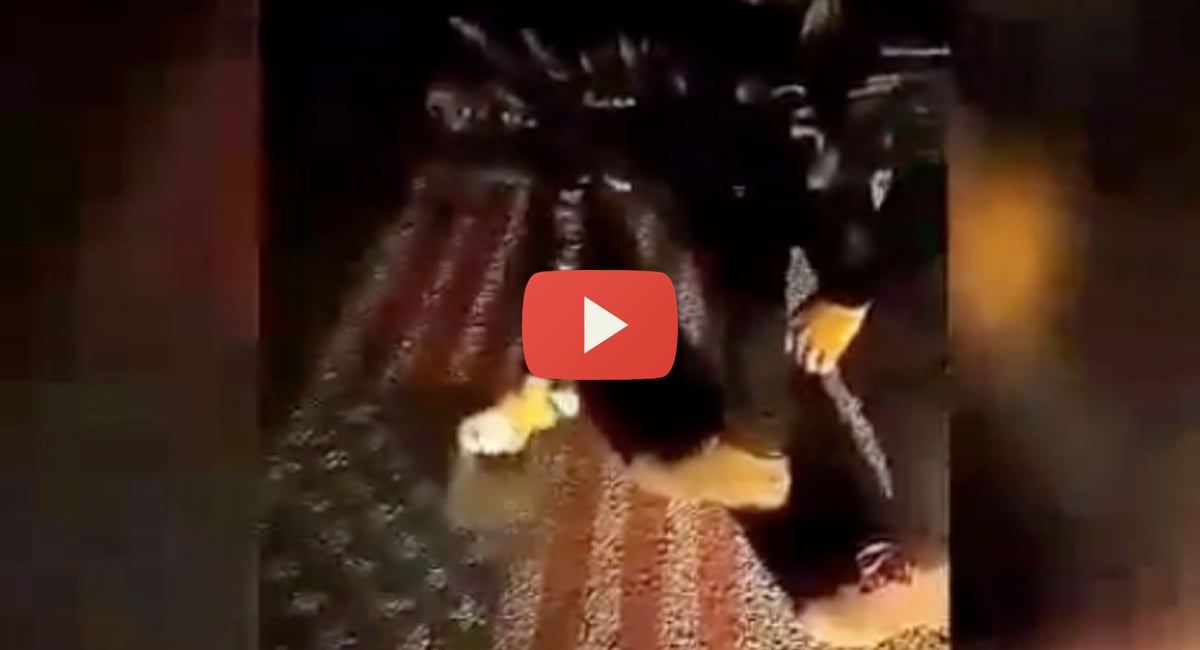 Iranians-against-regime