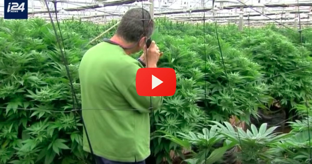 medical-cannabis