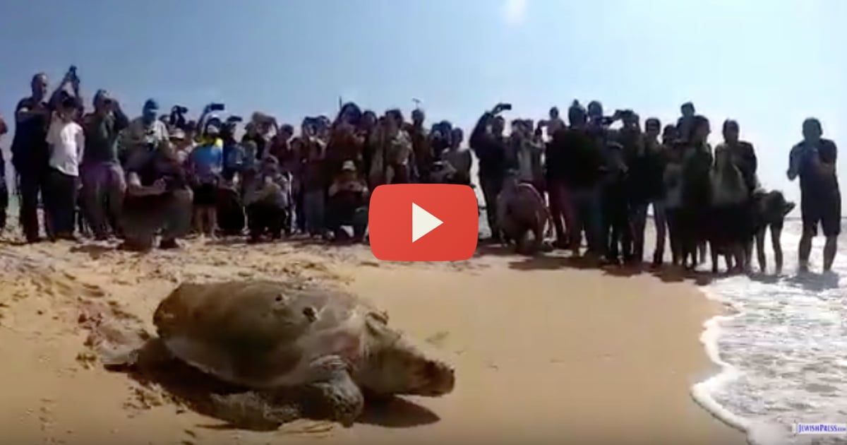 nature-sea-turtle