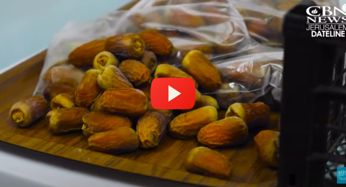 ancient-date-seeds